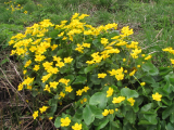 Marsh Marigolds